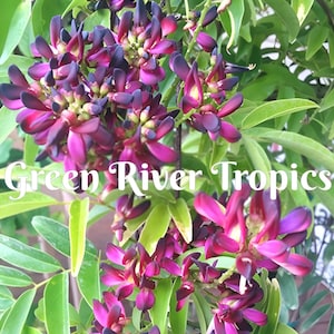 May include: Close-up of a flowering plant with deep purple and pink flowers. The plant has green leaves and the flowers are clustered together. The text "Green River Tropics" is visible in the image.