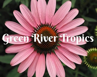 50 Prairie Splendor Coneflower Seeds Echinacea Perennial Bloom Flower Seed Garden Landscape Butterfly Hummingbird Bees Flowers US SELLER