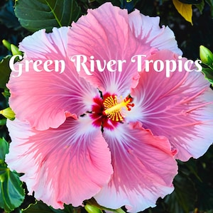 20 White Light Pink Hibiscus Seeds Flower Flowers Seed Perennial Hardy Garden Bloom Tropical Fresh Seeds Shrub Tree US SELLER