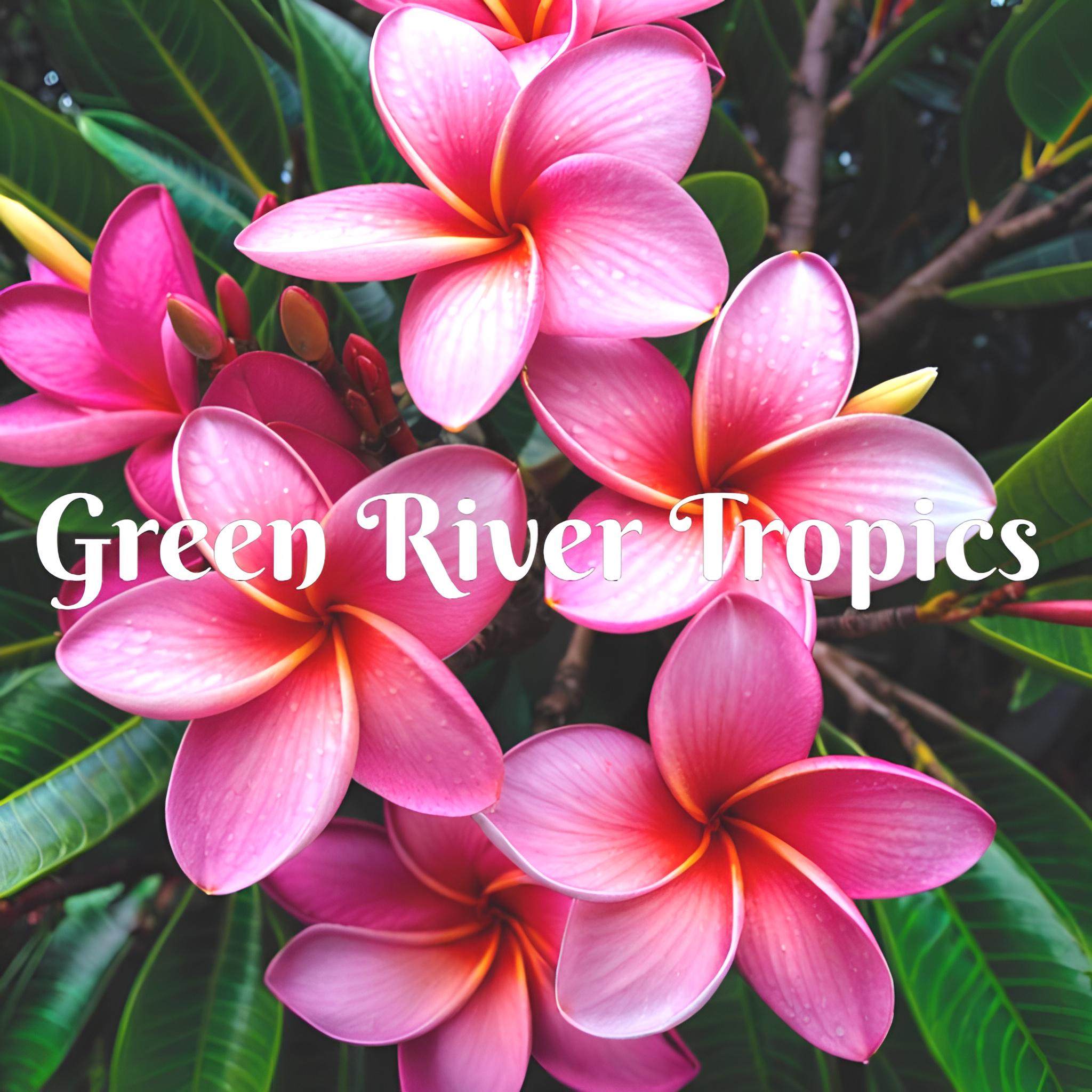 thumbnail image 2 of Dwarf Rooted Plumeria Plant - Pizzazz Variety, Pink Multi-Tip, Live Cutting 2 of 2