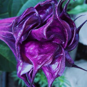 10 Double Queen Angel Trumpet Seeds Flowers Seed Flower Brugmansia Datura Perennial Bloom Seed Garden Butterfly Hummingbird US SELLER