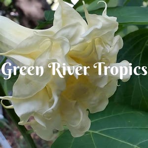 10 Triple Cream Angel Trumpet Seeds Flowers Seed Flower Brugmansia Datura Perennial Bloom Seed Garden Butterfly Hummingbird Bees US SELLER