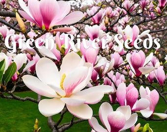 5 Flowering Chinese Magnolia Seeds LILY FLOWER TREE Fragrant Flowers Tulip Giant Seed Perennial  Ornamental Garden Flowering