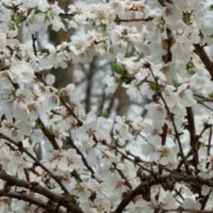5 Nanking Cherry Tree Seeds Flowering Japanese Ornamental Garden Seed Flower Perennial Prunus Flowers
