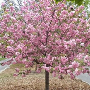 5 Pink Flowering Cherry Tree Seeds Flowering Japanese Ornamental Garden Seed Flower Perennial Prunus Flowers