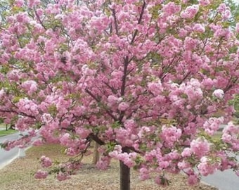 5 Pink Flowering Cherry Tree Seeds Flowering Japanese Ornamental Garden Seed Flower Perennial Prunus Flowers