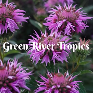 100 Indigo Bee Balm Seeds Flowers Seed Bloom Attracts Butterflies Bees Hummingbird Flower Seeds Fragrant Pollinator US SELLER