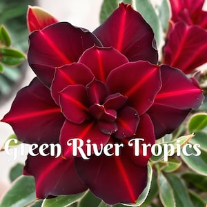 4 Dark Red Desert Rose Seeds Plants Flower Perennial Flowers Bloom Fresh Seed Adenium Obesum Tropical Exotic Bonsai Succulent US SELLER