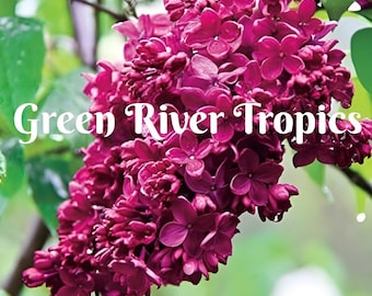 50 Red French Lilac Seeds Tree Fragrant Flowers Perennial Bloom Flowering Seed Cut Plant Flower Hardy Shrub US Seller