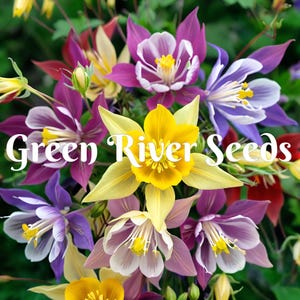 50 Giant Mixed Columbine Seeds Flower Perennial Flowers Seed Bloom Pollinator Butterfly Bee Hummingbird Hardy US SELLER
