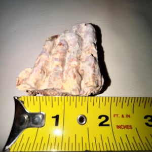 1,75" Bel fossile di fitosauro Scudo Texas Triassico Dinosauro Osso Fiume canadese