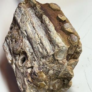 Phytosaur Fossil Jaw Section Late Triassic Age Archosaur Panhandle Of Texas Fossil