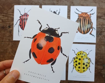 Kever ansichtkaarten set, set van 6 bugs ansichtkaarten, A6 insecten ansichtkaart, natuur ansichtkaart, Wildlife aquarel kaart, dierlijke kunst