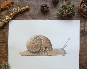 Garden snail, snail art print, nature giclée print, Wildlife Watercolour art print, mollusc wall art