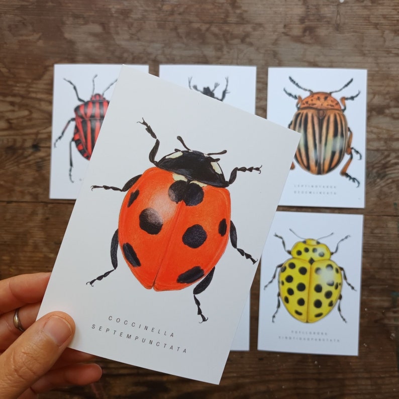 Beetle postcards set, set of 6 bugs postcards, A6 insect postcard, nature postcard, Wildlife Watercolour card, animal art image 1