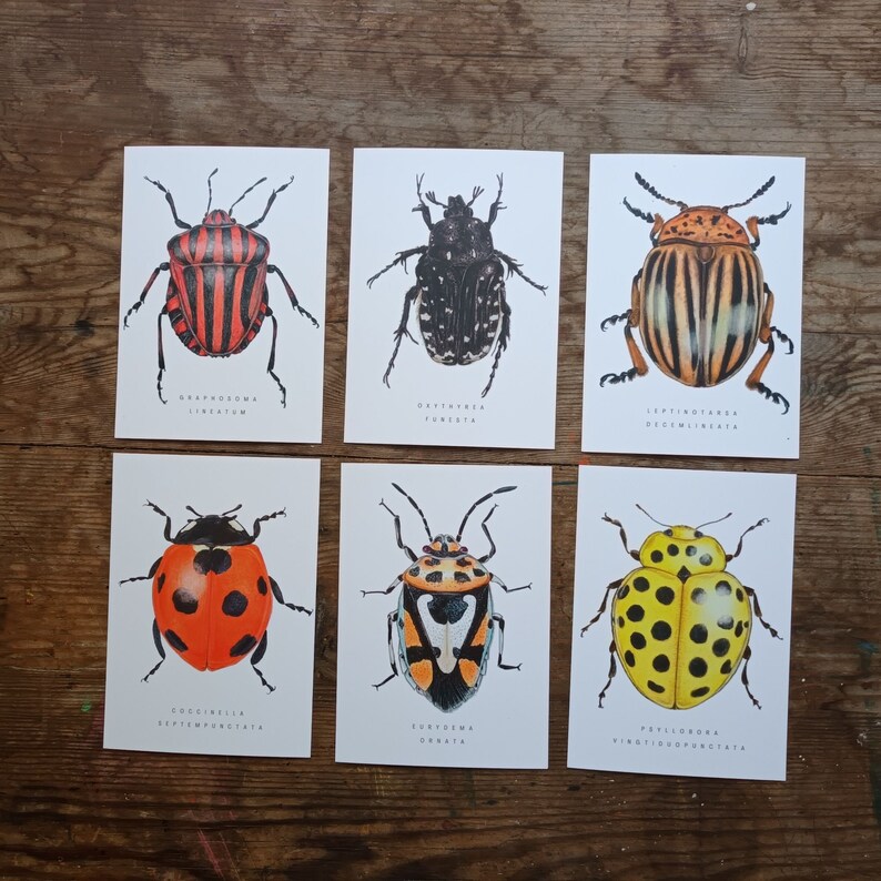 Beetle postcards set, set of 6 bugs postcards, A6 insect postcard, nature postcard, Wildlife Watercolour card, animal art image 2