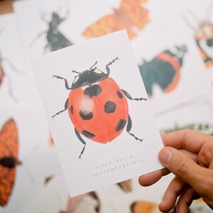 Beetle postcards set, set of 6 bugs postcards, A6 insect postcard, nature postcard, Wildlife Watercolour card, animal art image 8