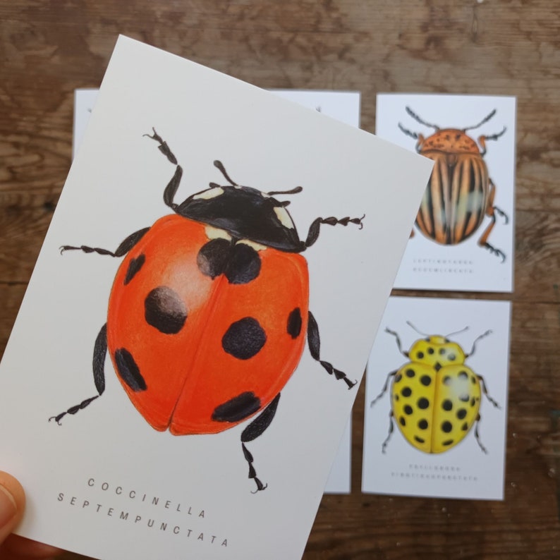 Beetle postcards set, set of 6 bugs postcards, A6 insect postcard, nature postcard, Wildlife Watercolour card, animal art image 3