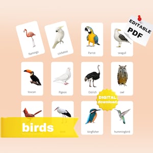BIRDS (real pictures) / 30 Montessori Cards / Flash Cards / birds Montessori / Editable PDF / Printable Cards / preschool