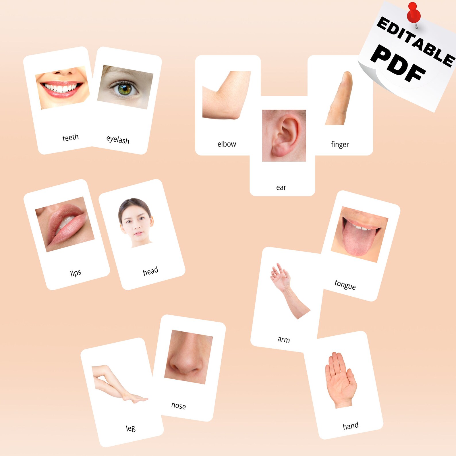 BODY PARTS /real Pictures/ 27 Montessori Cards,body Parts Cards,3 Piece ...