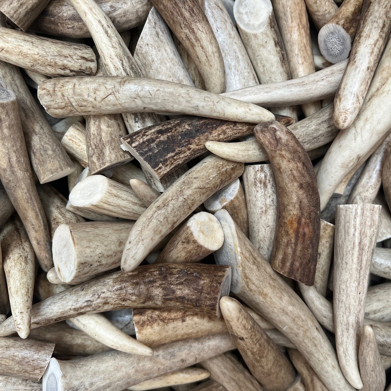 thumbnail interactive-video image 1 of Deer/Elk Antler Tips – Pack Of 10 (3-3.5 Inch) Clean Toggles For Crafters 1 of 4