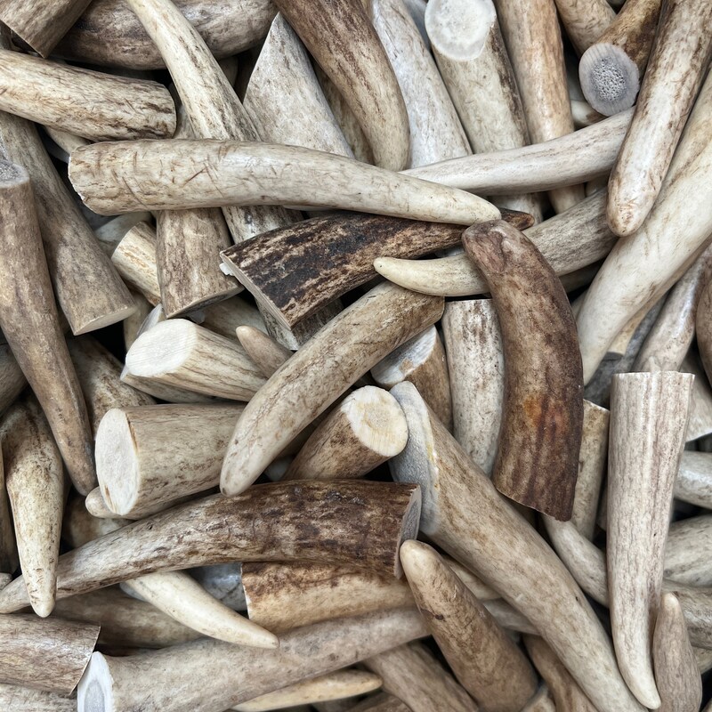 Deer/Elk Antler Tips – Pack Of 10 (3-3.5 Inch) Clean Toggles For Crafters