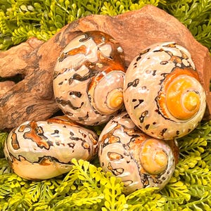 May include: A collection of four polished sea shells featuring a smooth, glossy surface with intricate patterns of cream, tan, and dark brown spots. The shells exhibit a spiral structure with a distinct orange-toned center and iridescent highlights.