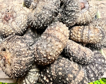 Oursins de mer Noire déshydratés - Nourriture pour bernard-l'ermite, protéines naturelles - Paquet de 2
