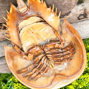 May include: A preserved horseshoe crab, showcasing a detailed view of its exoskeleton. The crab's body is a mix of tan and brown hues, with spiky edges and intricate leg structures. The overall presentation highlights the crab's unique anatomy.