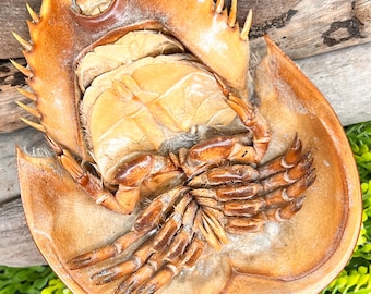 Molted Horseshoe Crab Shell for Hermit Crabs, Natural Protein Enrichment, fragile