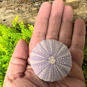 Peut inclure: Coquille d'oursin de couleur lavande avec des motifs de points blancs. La coquille est tenue dans une main ouverte, r&eacute;v&eacute;lant son design radial complexe. Le fond comprend du feuillage vert et un morceau de bois vieilli.