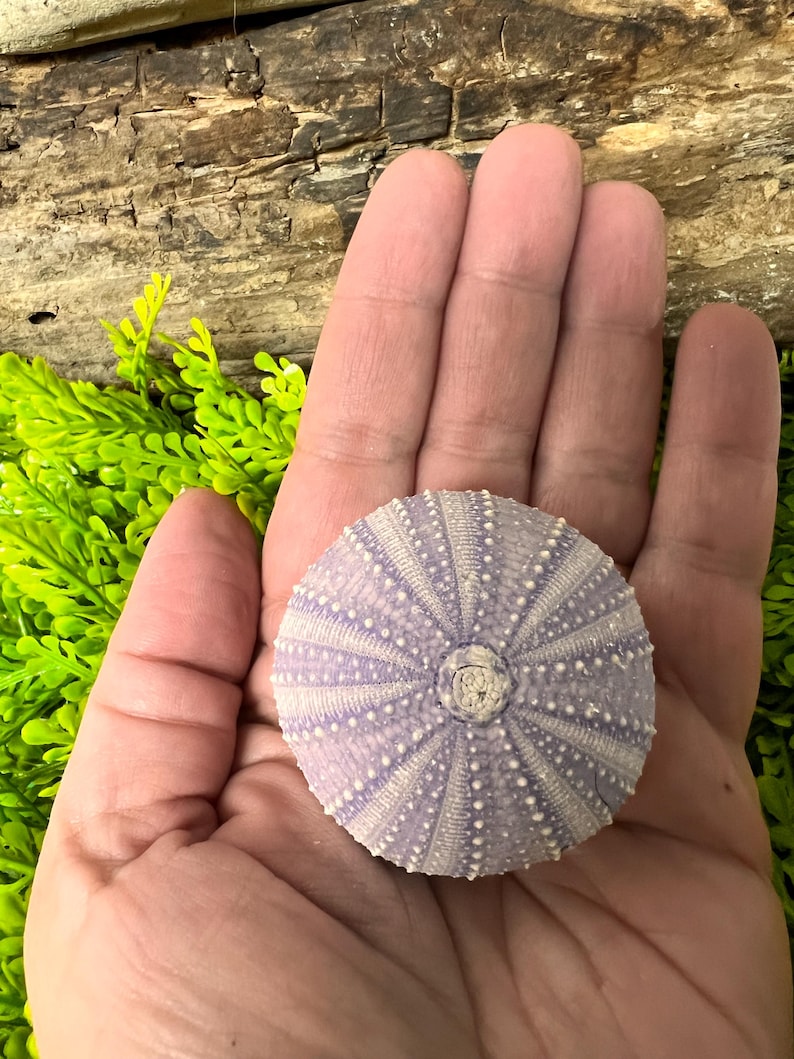 Peut inclure: Coquille d'oursin de couleur lavande avec des motifs de points blancs. La coquille est tenue dans une main ouverte, r&eacute;v&eacute;lant son design radial complexe. Le fond comprend du feuillage vert et un morceau de bois vieilli.