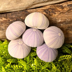 Peut inclure: Plusieurs coquilles d'oursins de mer aux teintes lavande p&acirc;le et blanches, dispos&eacute;es sur un lit de feuillage vert. Les coquilles pr&eacute;sentent une surface textur&eacute;e, sur un fond de bois flott&eacute;.