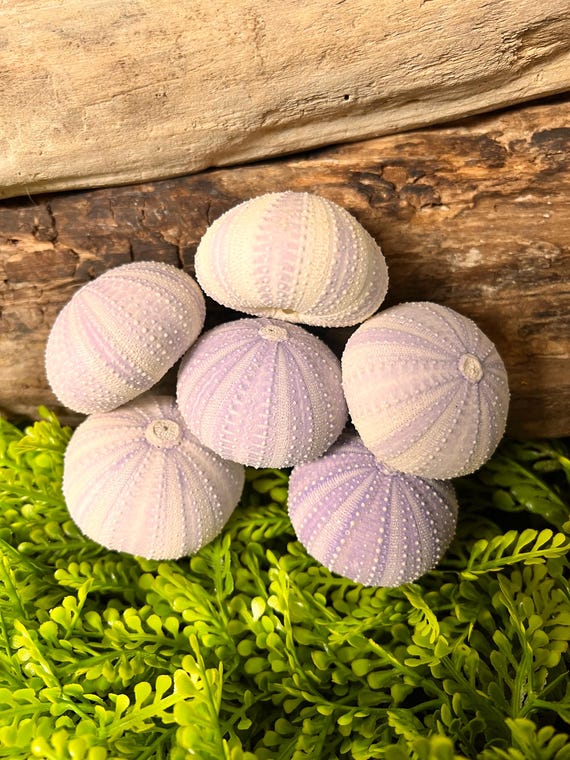 Lite Purple Sea Urchin, Hermit Crab Treat, Calcium Rich