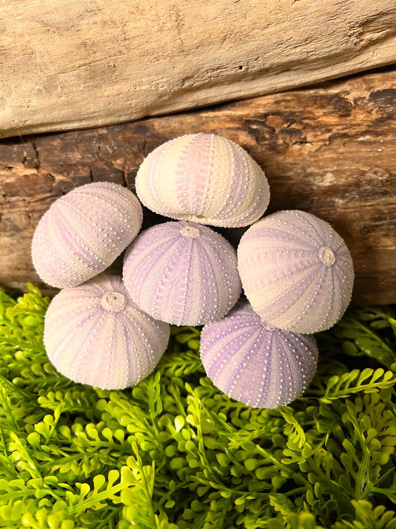 Peut inclure: Plusieurs coquilles d'oursins de mer aux teintes lavande p&acirc;le et blanches, dispos&eacute;es sur un lit de feuillage vert. Les coquilles pr&eacute;sentent une surface textur&eacute;e, sur un fond de bois flott&eacute;.