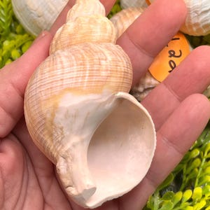 May include: A spiral-shaped seashell with a pointed apex and a wide, smooth, cream-colored aperture. The exterior features a textured surface with horizontal ridges and a gradient of light tan, beige, and pale orange hues throughout the shell.
