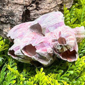May include: A cluster of barnacle shells featuring a pale pink and white striped exterior with multiple hollow, cone-shaped openings. The shells exhibit a layered, calcified texture with dark brown interior cavities and visible growth ridges.