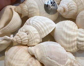 Whelk Shells for Hermit Crab Habitat, Sizes are opening size