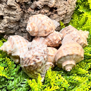 May include: A collection of six spiraled seashells featuring mottled brown and cream patterns. The shells have textured, ridged surfaces with pointed apexes and wide openings, displaying natural variations in color and shape across each individual unit.