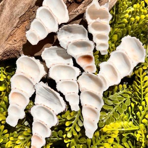 Cerithium Shell Halves, Hermit Crab Food, Isopod Feeding (1-2 inch)