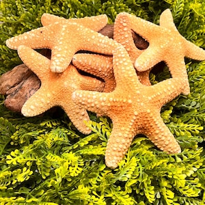 Jungle Starfish for Hermit Crabs and Isopods, Fishy odor crustaceans love. 4-5in approximately, listing is for 1-Starfish