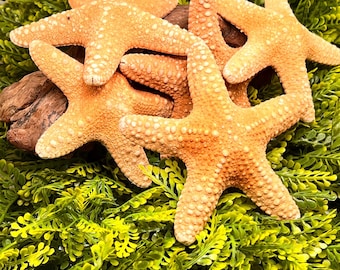 Jungle Starfish for Hermit Crabs and Isopods, Fishy odor crustaceans love. 4-5in approximately, listing is for 1-Starfish