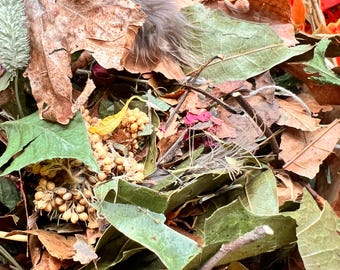 Forest Floor Moss Pit Mix, enrichment for pet hermit crabs and Isopods.