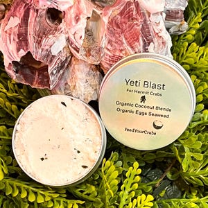 Yeti Blast with Coconut and seaweed for hermit crabs.