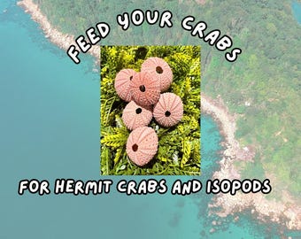 Natural Pink Sea Urchin: Hermit Crab Calcium Supplement