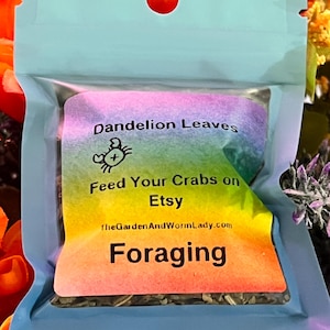 Organic Dandelion leaves for hermit crabs food. Foraging for hermit crabs