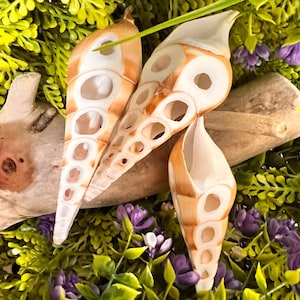 May include: Three elongated seashells with a cream and brown color scheme, featuring a series of oval openings. The shells are arranged on a bed of green and purple foliage, creating a natural, decorative display.