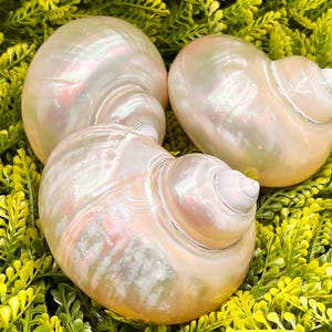May include: Three polished, iridescent seashells with a smooth, pearlescent finish. Each shell features a rounded, spiral shape with soft pink, cream, and white hues. The shells exhibit a natural, glossy luster that reflects light across their curved surfaces.