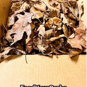 Leaf Litter, Hermit Crab & Isopod Terrarium Bedding, Organic