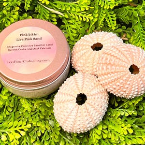 May include: A pink metal tin labeled "Pink bikini Live Pink Sand" sits next to three light pink sea urchin shells. The tin's label also reads "Aragonite Pink Live Sand for Land Hermit Crabs, Use As A Calcium" and "FeedYourCrabs/Etsy.com".